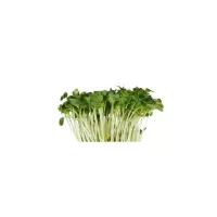 391203 Daikon grün.jpeg