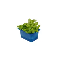 390701 Kresse Basil.jpeg