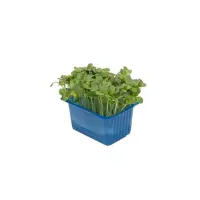 391201 Daikon Kresse.jpeg