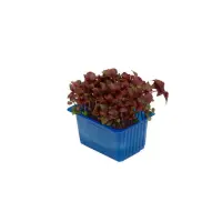 392901 Shiso Purple neu.jpeg