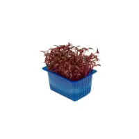392701 Kresse Scarlet.jpeg