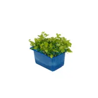 392101 Kresse Persinette.jpeg