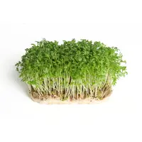 391302 Gartenkresse.jpeg