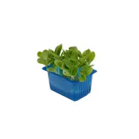 390901 Kresse Borage neu.jpeg