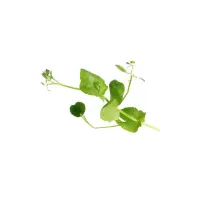 393401 Kresse Salad Pea 1.jpeg