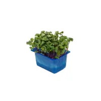 391101 Chilli Kresse neu.jpeg