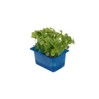 393001 Shiso green.jpeg