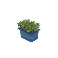 391001 Kresse Brocco.jpeg