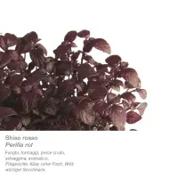 392902 Kresse Shiso rot.jpeg