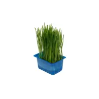 393501 Wheat Grass.jpeg