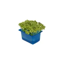 391901 Kresse Mustard.jpeg