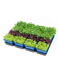 396101 Shiso Mix.jpeg