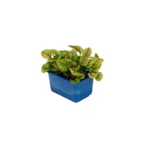 393201 vene cress.jpeg