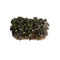 390119 Rotkohl Kresse.jpeg