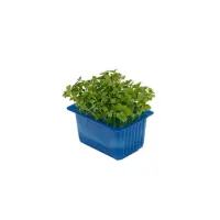 392401 Kresse Rucola.jpeg