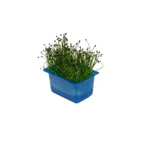 392201 Rock Chives.jpeg